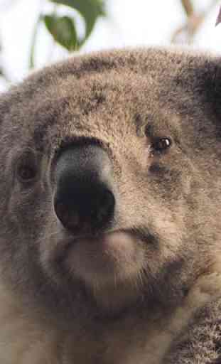 Koala bear fondos de pantalla 1