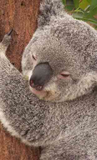 Koala bear fondos de pantalla 3