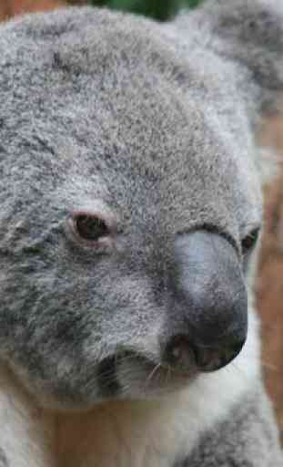 Koala bear fondos de pantalla 4