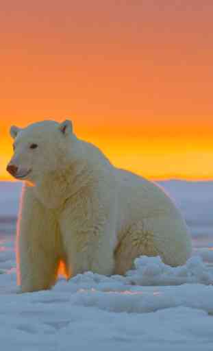 Polar Bear Wallpaper 2
