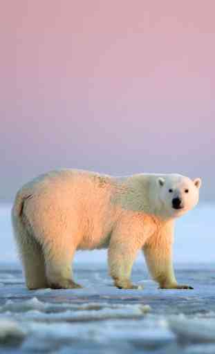 Polar Bear Wallpaper 3