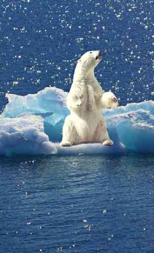 Polar Bear Wallpaper 4