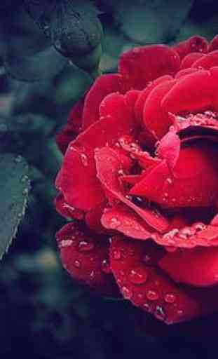 Rosas Animadas GIF 4