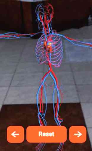 AR Human Organs 4