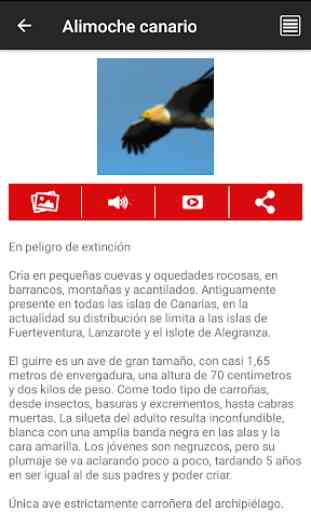 Aves Biosfera Gran Canaria 2