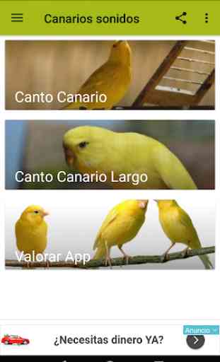 Canarios cantos varios 1