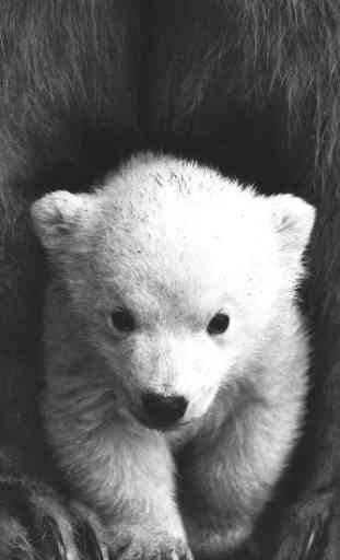 Fondo de pantalla de oso polar 1