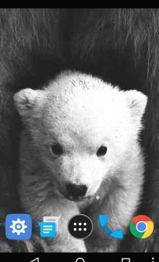 Fondo de pantalla de oso polar 2