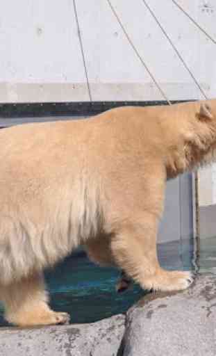 Fondos de pantalla del oso polar 1