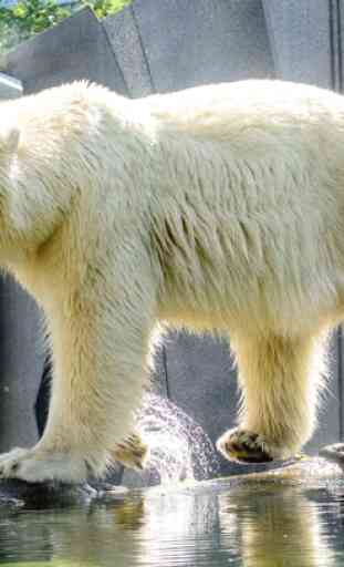 Fondos de pantalla del oso polar 3