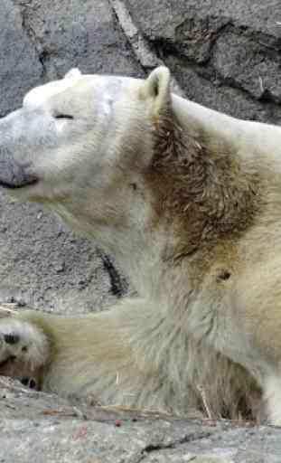Fondos de pantalla del oso polar 4
