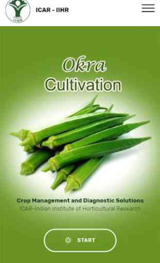 Okra Cultivation IIHR 1