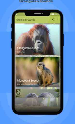 Orangutan Sounds 1