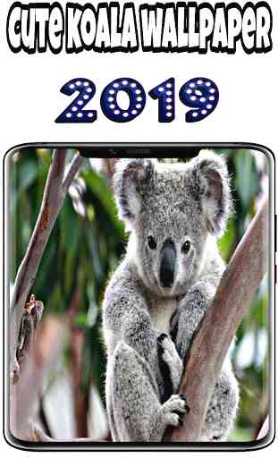 fondos de pantalla de koala 1