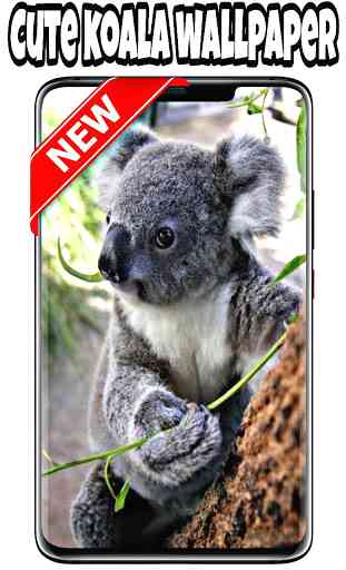 fondos de pantalla de koala 2