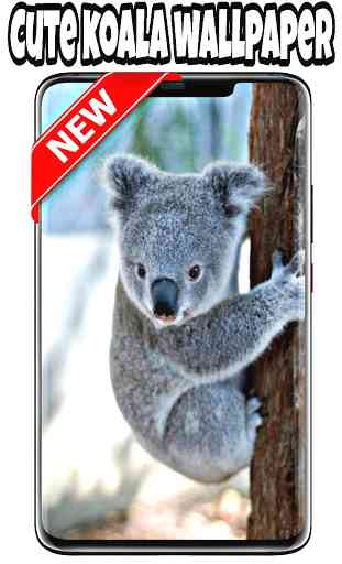 fondos de pantalla de koala 3