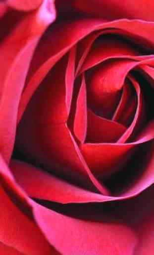 Hermosas Rosas Rojas 3