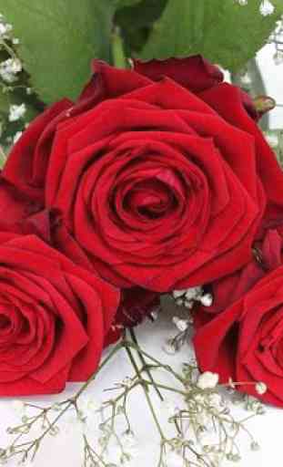 Hermosas Rosas Rojas 4