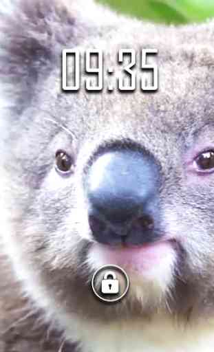 Koala lindo Live Wallpaper 1