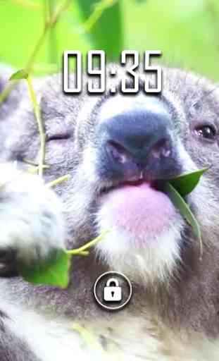 Koala lindo Live Wallpaper 2