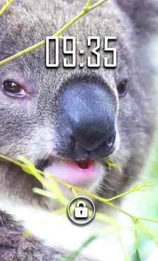 Koala lindo Live Wallpaper 3
