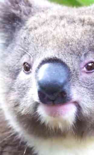 Koala lindo Live Wallpaper 4