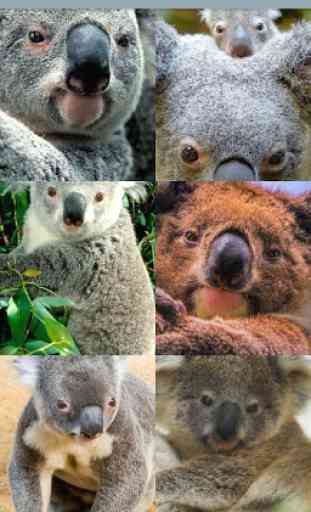 Koala Wallpapers  4