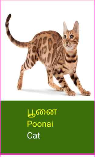 Learn Tamil Wildlife and Body Parts Names 3