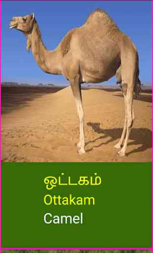 Learn Tamil Wildlife and Body Parts Names 4