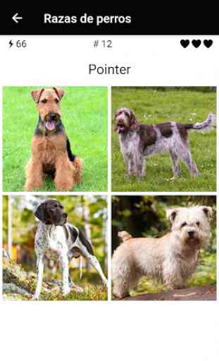 Razas de perros - Encuentra perros en las fotos 4