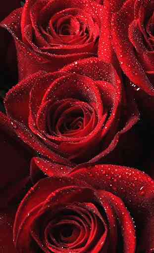 Red Rose Wallpaper 1