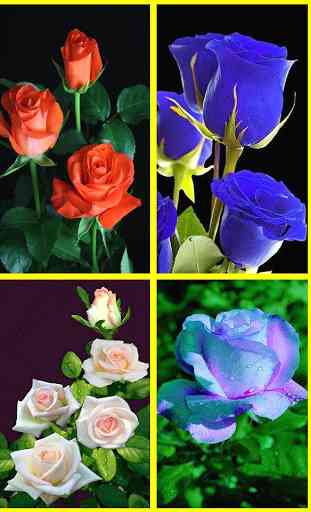 Rosas y Flores de Colores para Enamorar 3