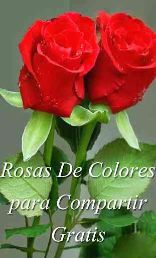 Rosas y Flores Hermosas De Colores Para Enamorar 1