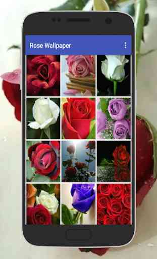 Rose Wallpaper 4