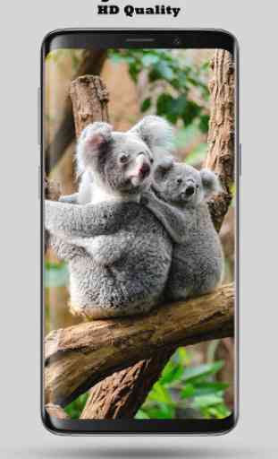 Wallpaper Koala 4K 3