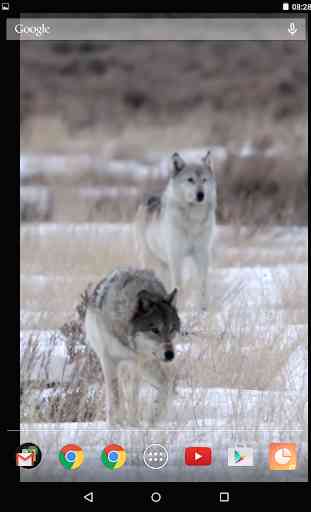 Wild Wolves Video Live Wallpaper 3