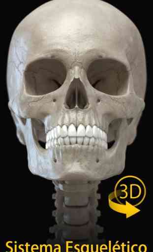 Esqueleto Anatomía 3D 1