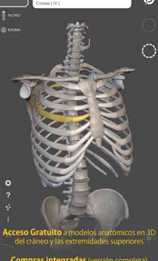 Esqueleto Anatomía 3D 2