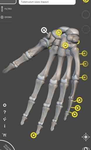 Esqueleto Anatomía 3D 4
