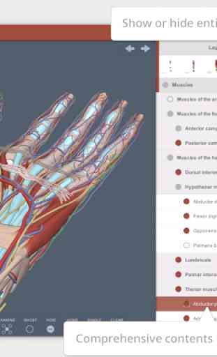 Forearm and Hand: 3D RT - Sub 4