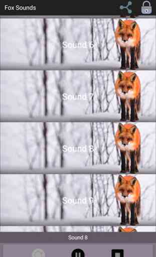 Fox Sounds 2