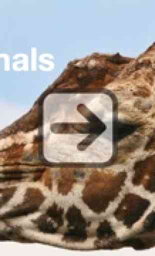 Libro de fotos 100 Animales del Zoo sin anuncios 1