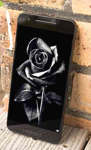 Black Rose Wallpaper 2