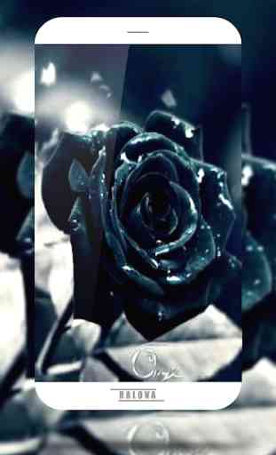 Black Rose Wallpaper 3