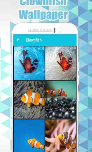 Clownfish Wallpaper  1