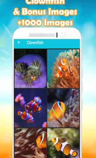 Clownfish Wallpaper  4