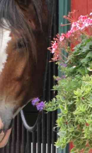Clydesdale Horse Wallpaper 1