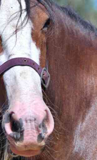 Clydesdale Horse Wallpaper 2