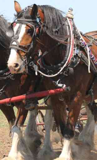 Clydesdale Horse Wallpaper 3