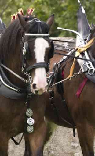Clydesdale Horse Wallpaper 4
